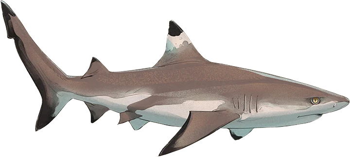 Blacktip Reef Shark