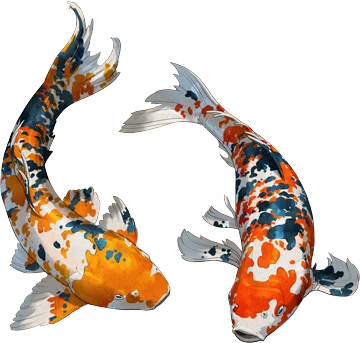 Koi