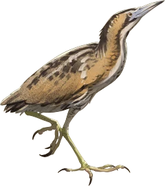 Eurasian Bittern