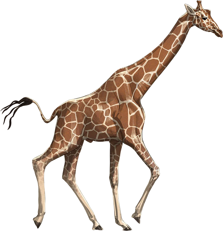 Reticulated Giraffe