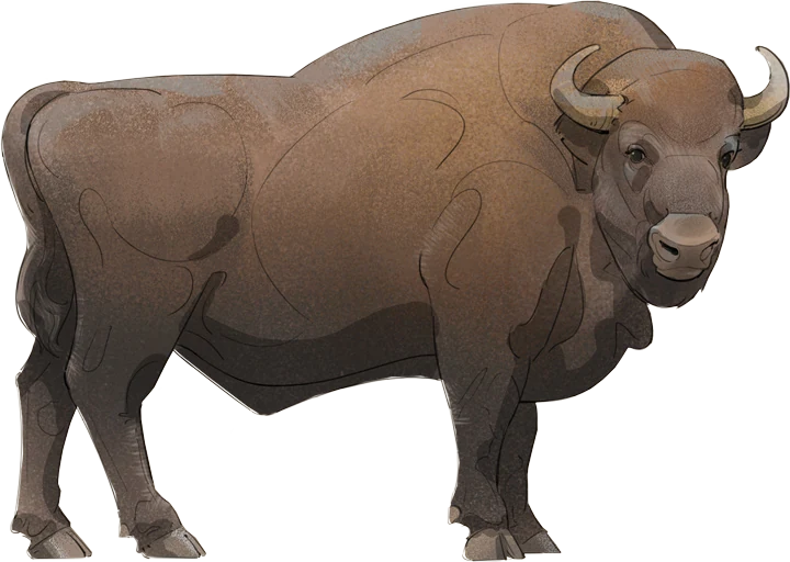 European Bison