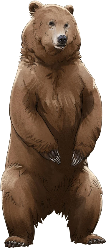 Grizzly Bear