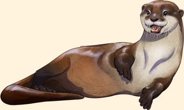 Asian Small-Clawed Otter