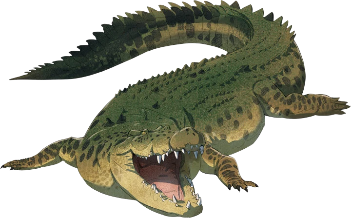 Saltwater Crocodile