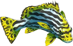 Indian Ocean Oriental Sweetlips