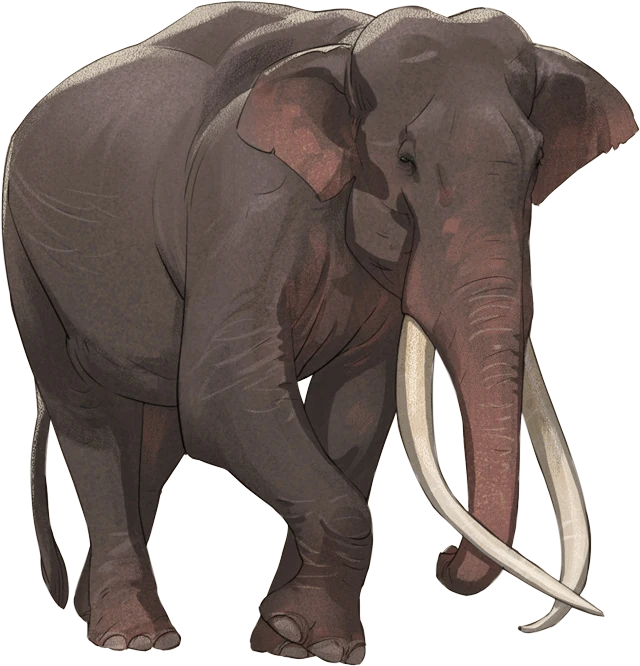 Asian Elephant