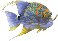 Sailfin Snapper