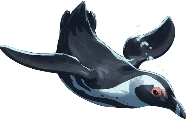 African Penguin