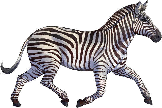 Plains Zebra