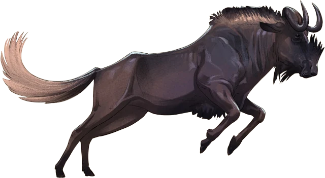 Black Wildebeest