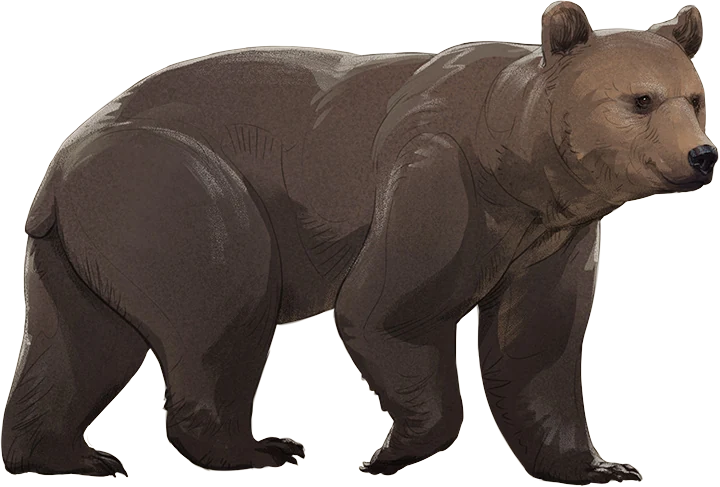 Eurasian Brown Bear