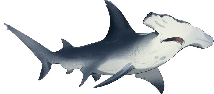 Great Hammerhead