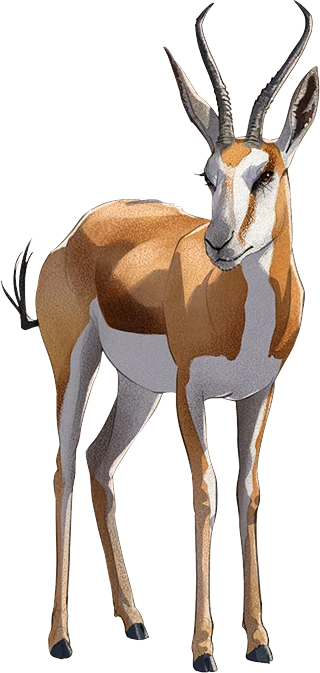 Springbok