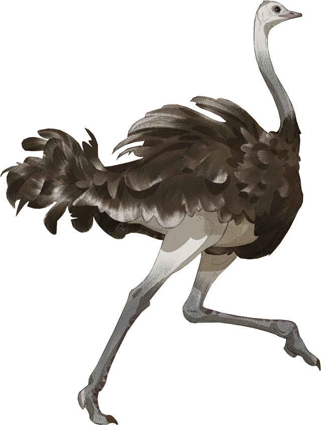 Common Ostrich