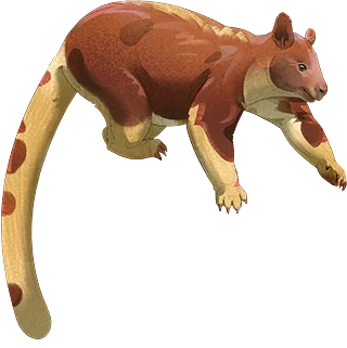 Goodfellow's Tree-Kangaroo