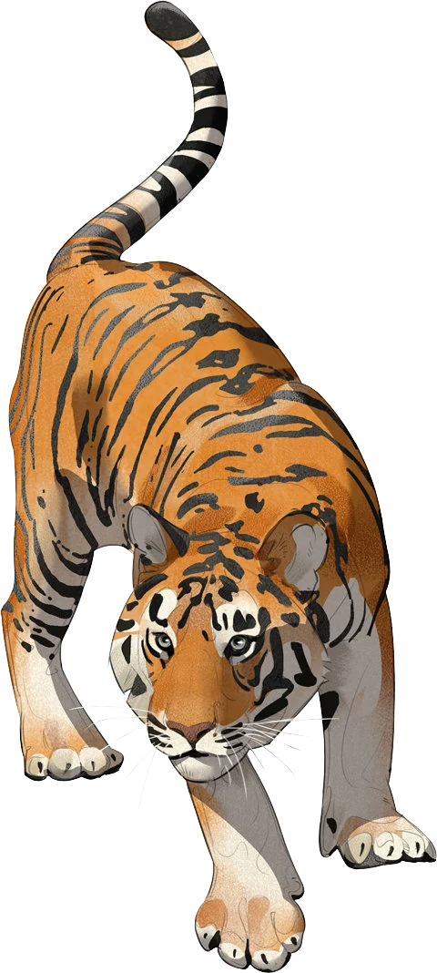 Sumatran Tiger