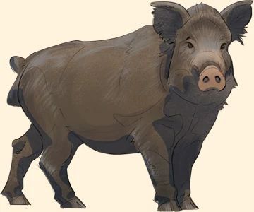 Wild Boar