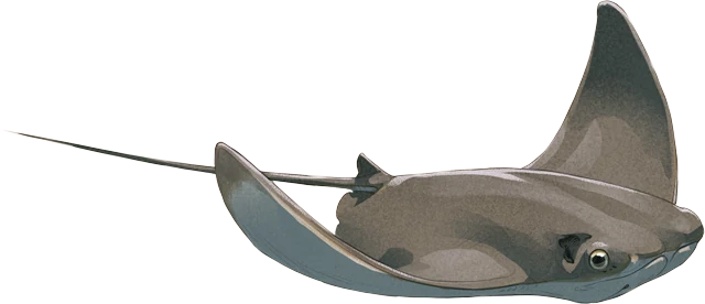 Javanese Cownose Ray