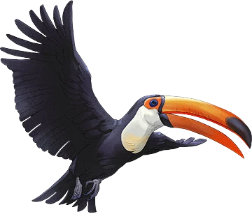 Toco Toucan