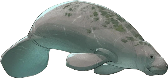 West Indian Manatee