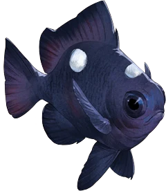 Threespot Damselfish