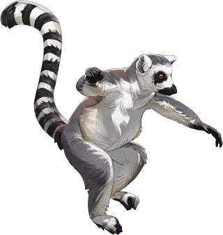 Ring-Tailed Lemur
