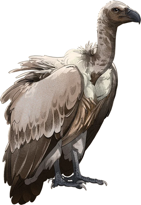 White-Backed Vulture