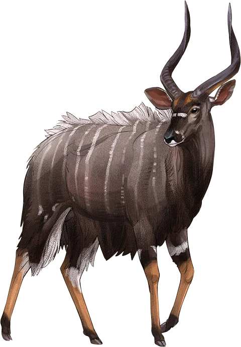 Nyala