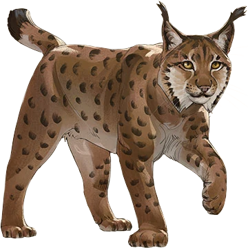 Eurasian Lynx