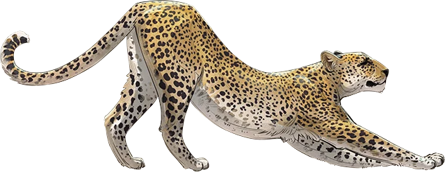 African Leopard