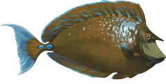 Bluespine Unicornfish