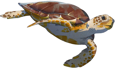 Hawksbill Turtle