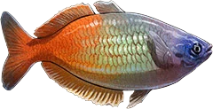 Boeseman's Rainbowfish