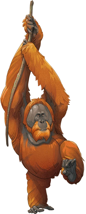 Sumatran Orangutan