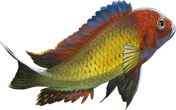 Blunthead Cichlid