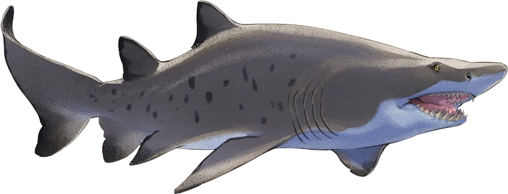 Sand Tiger Shark