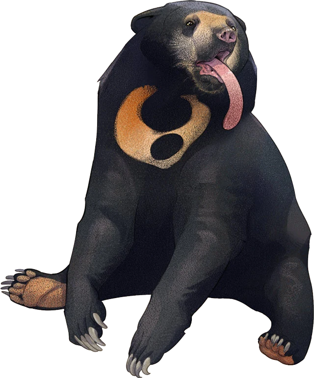 Sun Bear