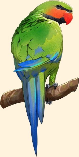 Long-Tailed Parakeet