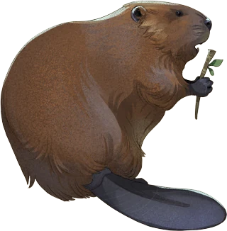 Eurasian Beaver