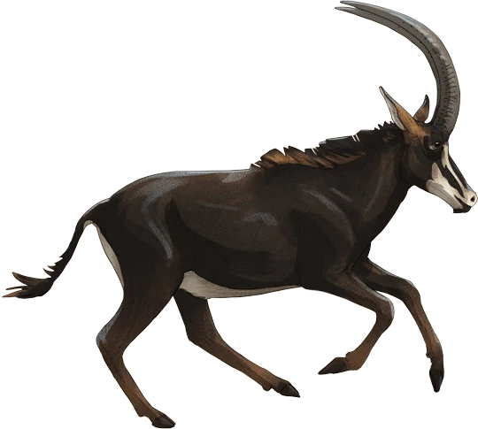Sable Antelope