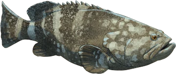 Giant Grouper