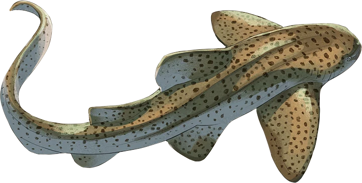 Indo-Pacific Leopard Shark