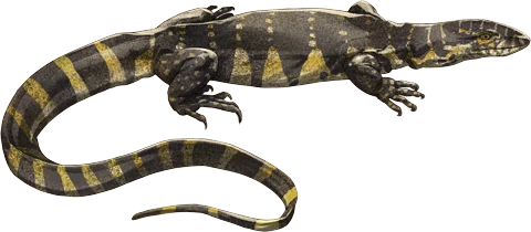 Nile Monitor