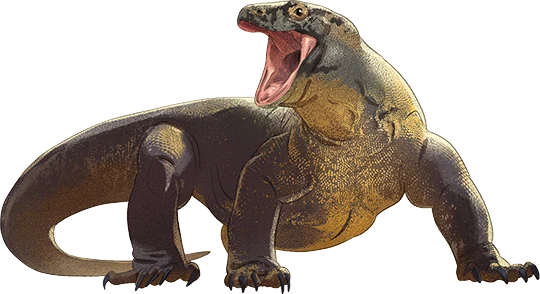 Komodo Dragon