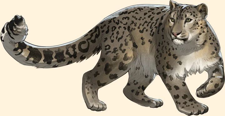 Snow Leopard