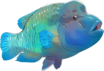 Humphead Wrasse