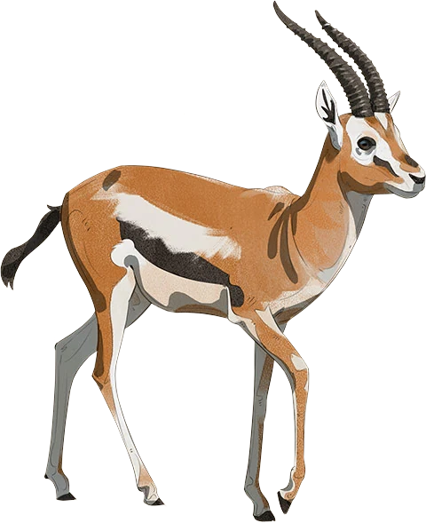 Thomson's Gazelle