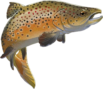 Brown Trout