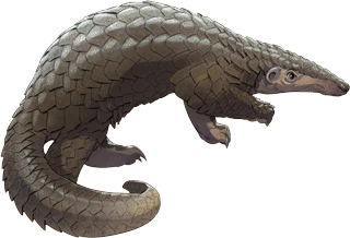Sunda Pangolin