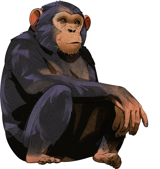 Western Chimpanzee